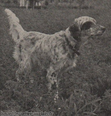 Setter Anglais CRISMANI CORA Setter Anglais CRISMANI CORA
